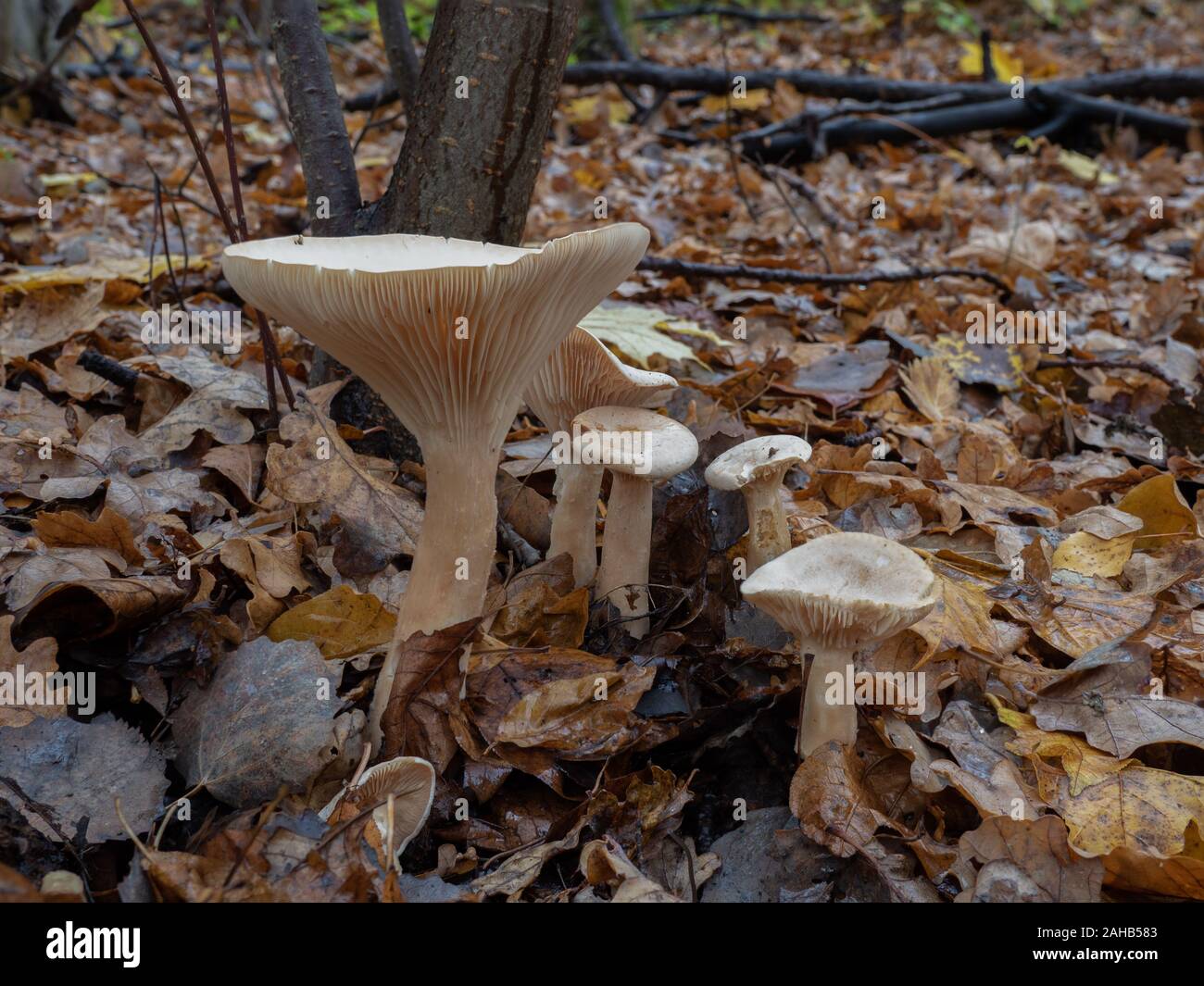 Infundibulicybe geotropa, noto anche come il trooping imbuto o del monaco crescente di testa in Järfälla, Svezia Foto Stock