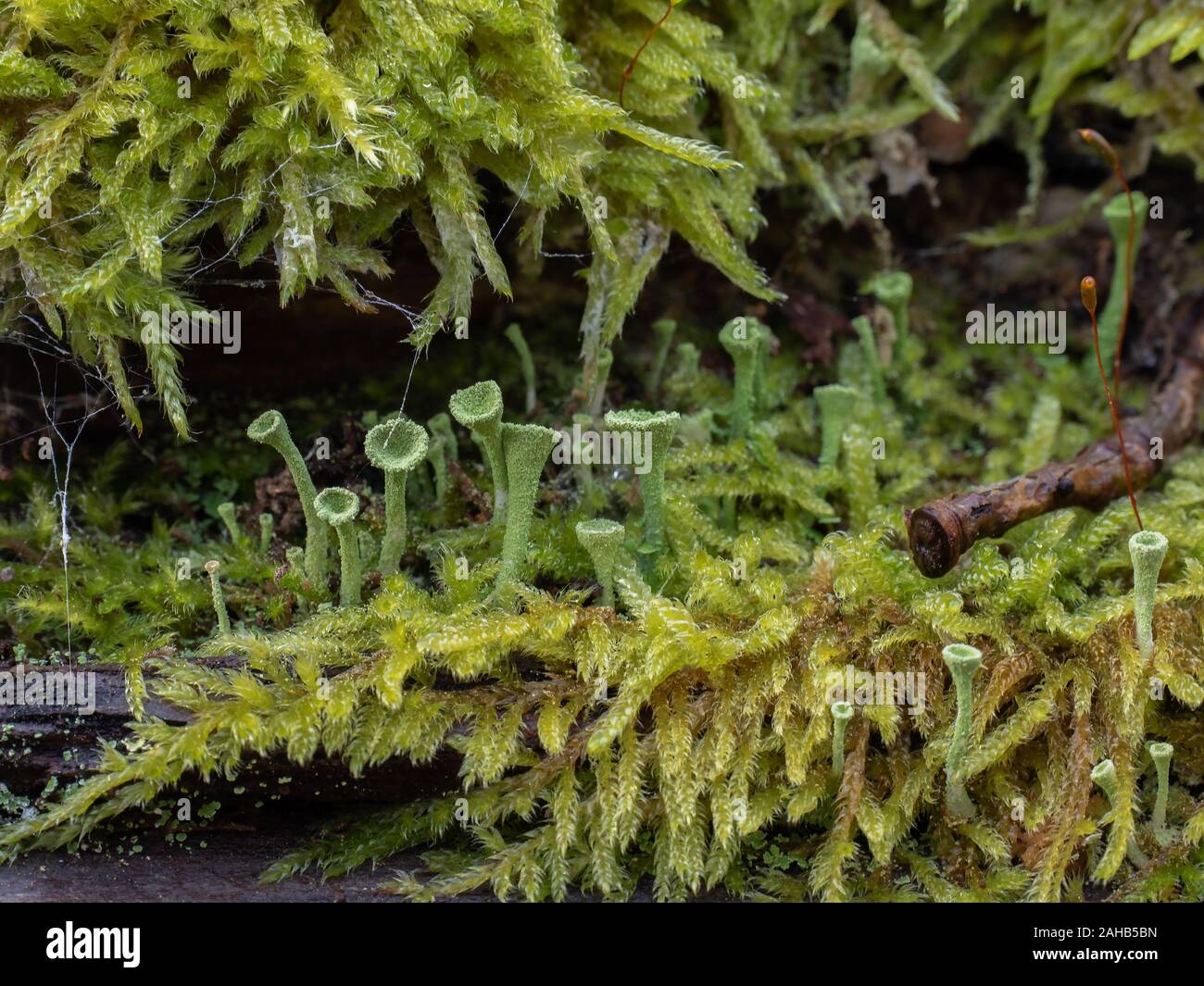 Cladonia (lichen coppa) in crescita su ceppi di alberi in Görvälns naturervat, Svezia. Foto Stock