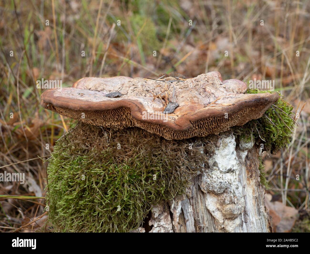 Fungo di quercia mazegill o maze-gill (Daedalea quercina) che cresce a Görvälns naturervat, Järfälla, Svezia Foto Stock