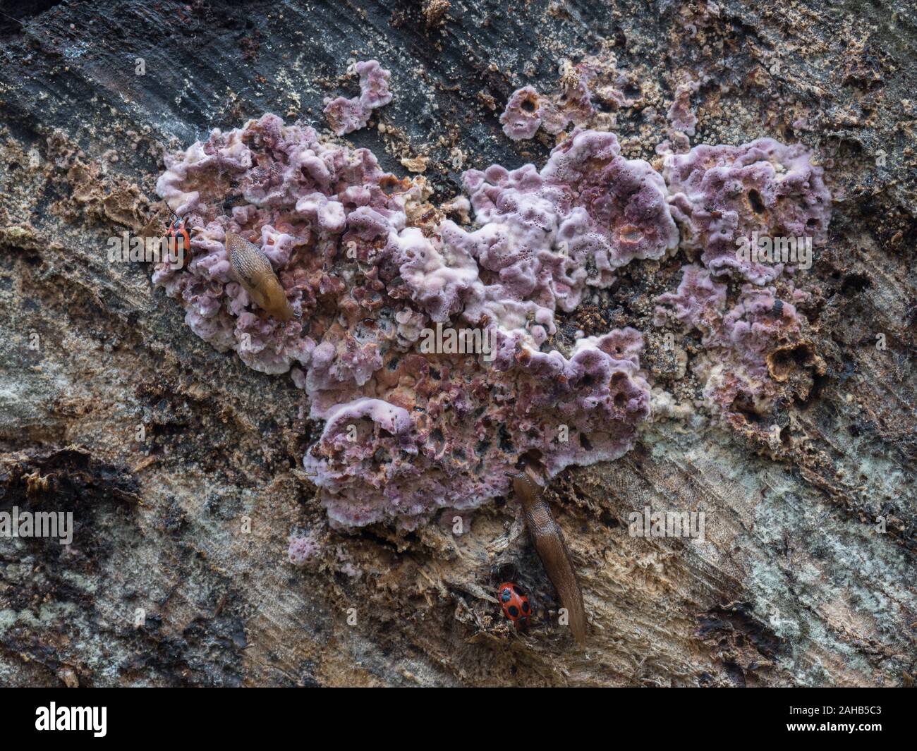 Foglia d'argento (Chondrostereum purpurreum) in crescita a Görvälns naturreservat, Svezia. Foto Stock