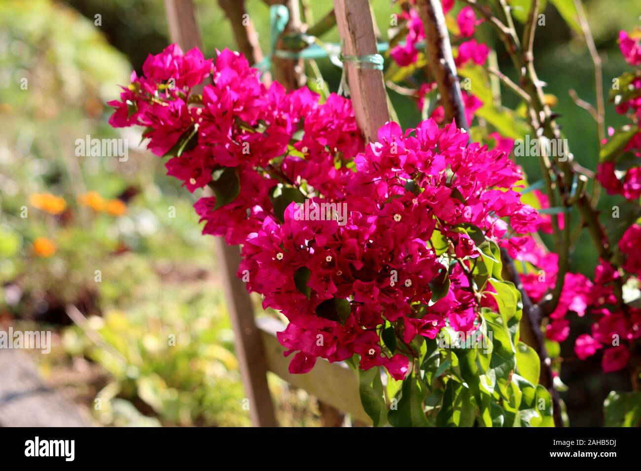 Primo piano della Bougainvillea spinoso hardy ornamentali piante di vite di densa colorata di rosa sepalo come brattee che crescono attorno alla semplice bianco fiori ceroso Foto Stock