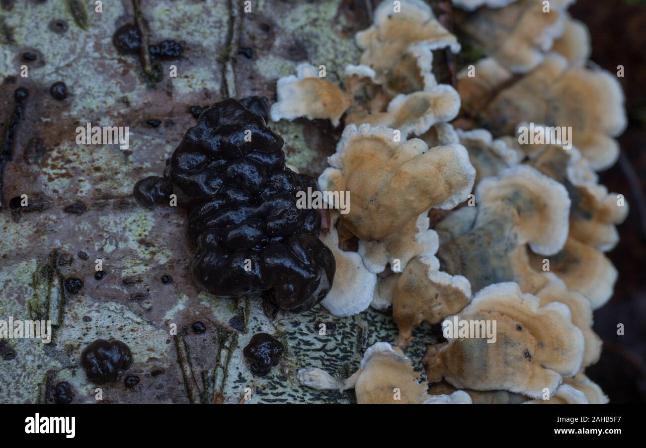 Crimpato gill (Plicaturopsis crispa) che cresce su un albero a foglie decidue trunk in Görvälns naturreservat, Järfälla, Svezia Foto Stock