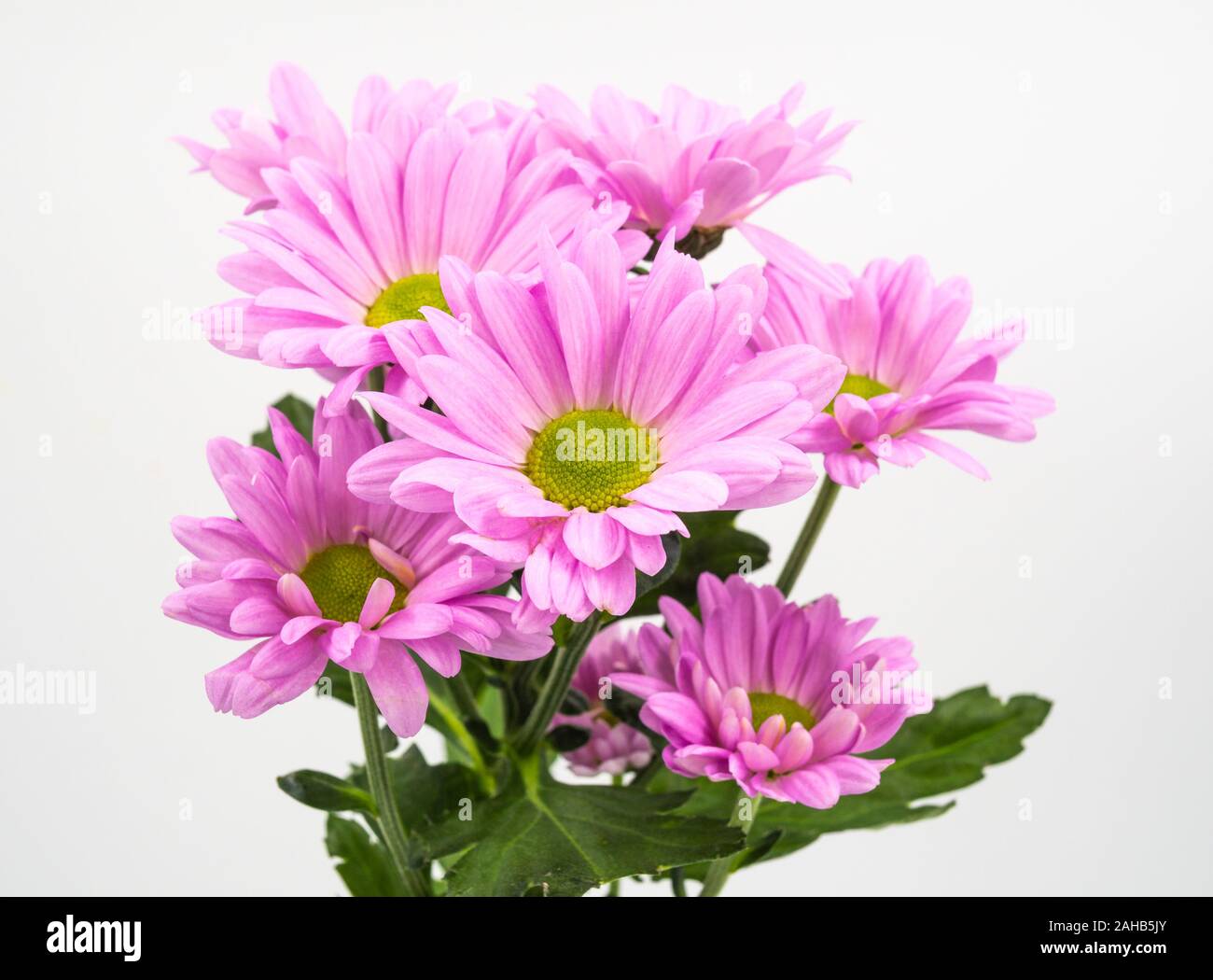 Di un bel colore rosa margherite fiori isolati su sfondo bianco Foto Stock