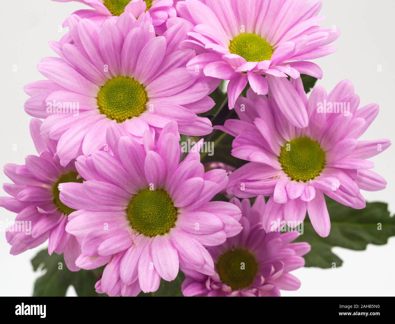 Di un bel colore rosa margherite fiori isolati su sfondo bianco Foto Stock