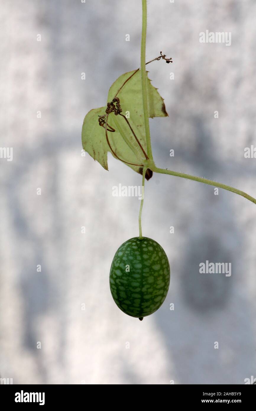 Cucamelon o Melothria scabra o melone del Mouse o messicano sour gherkin o Messicana di anguria in miniatura o messicano aspro cetriolo Pepquinos o lento Foto Stock