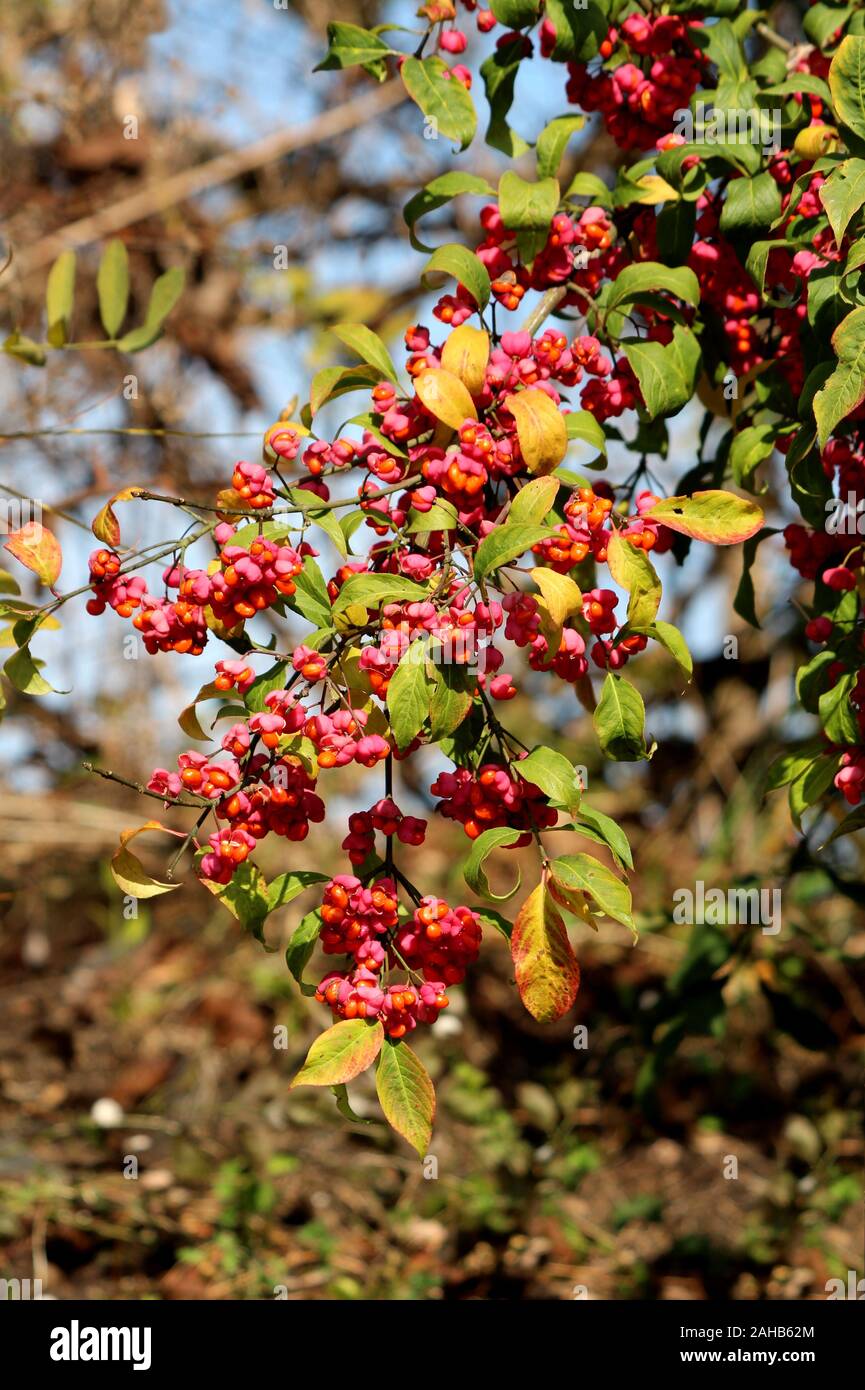 Fitti rami di Hamiltons spindletree o Euonymus hamiltonianus o mandrino himalayana piccolo albero fioritura riempito con frutta rossastro capsule split Foto Stock