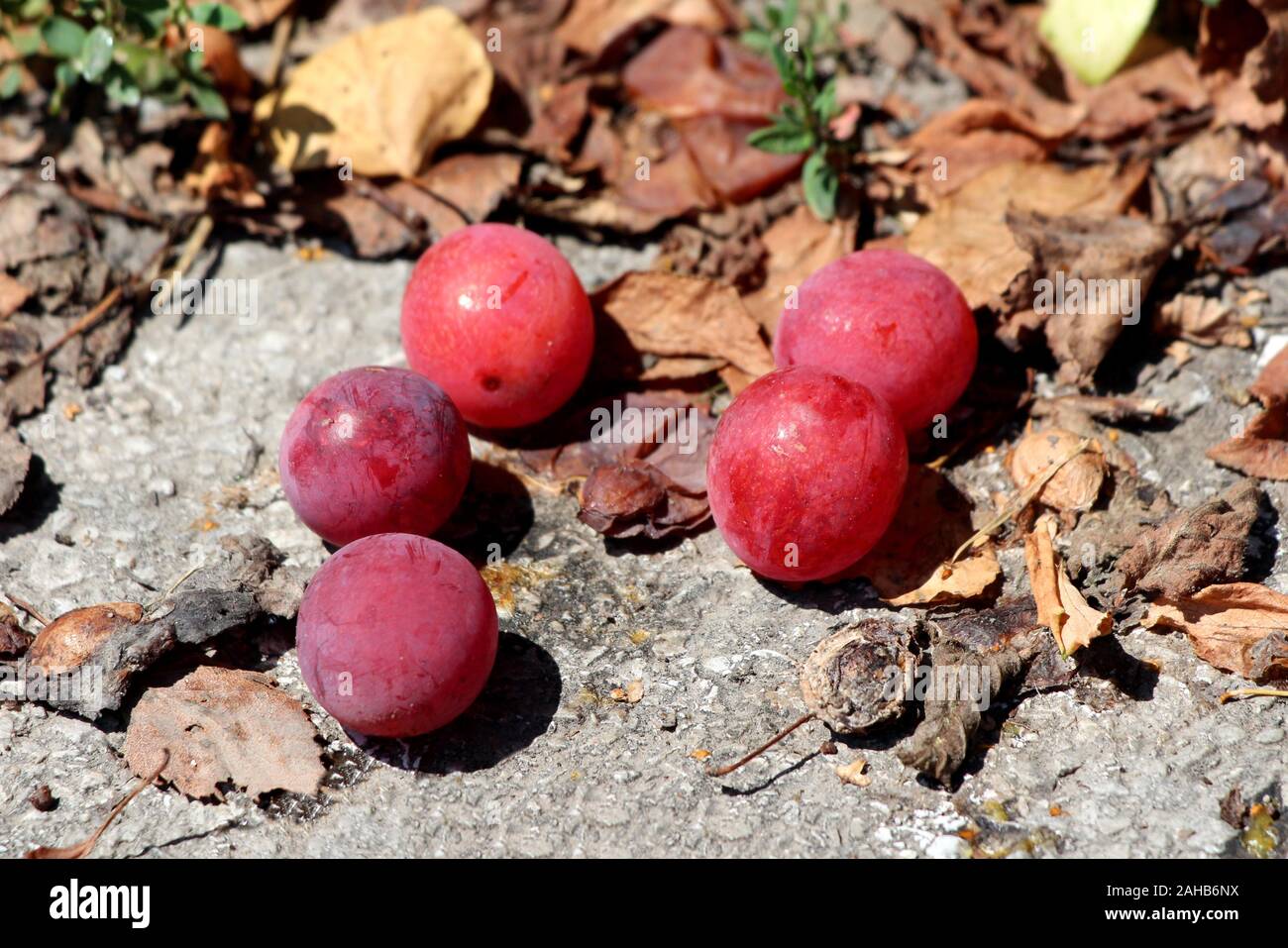 Cinque ripe rosso scuro plumes scesa al marciapiede in cemento circondato con secchi brown raggrinzito foglie in locale parco pubblico su caldo e soleggiato giorno di estate Foto Stock