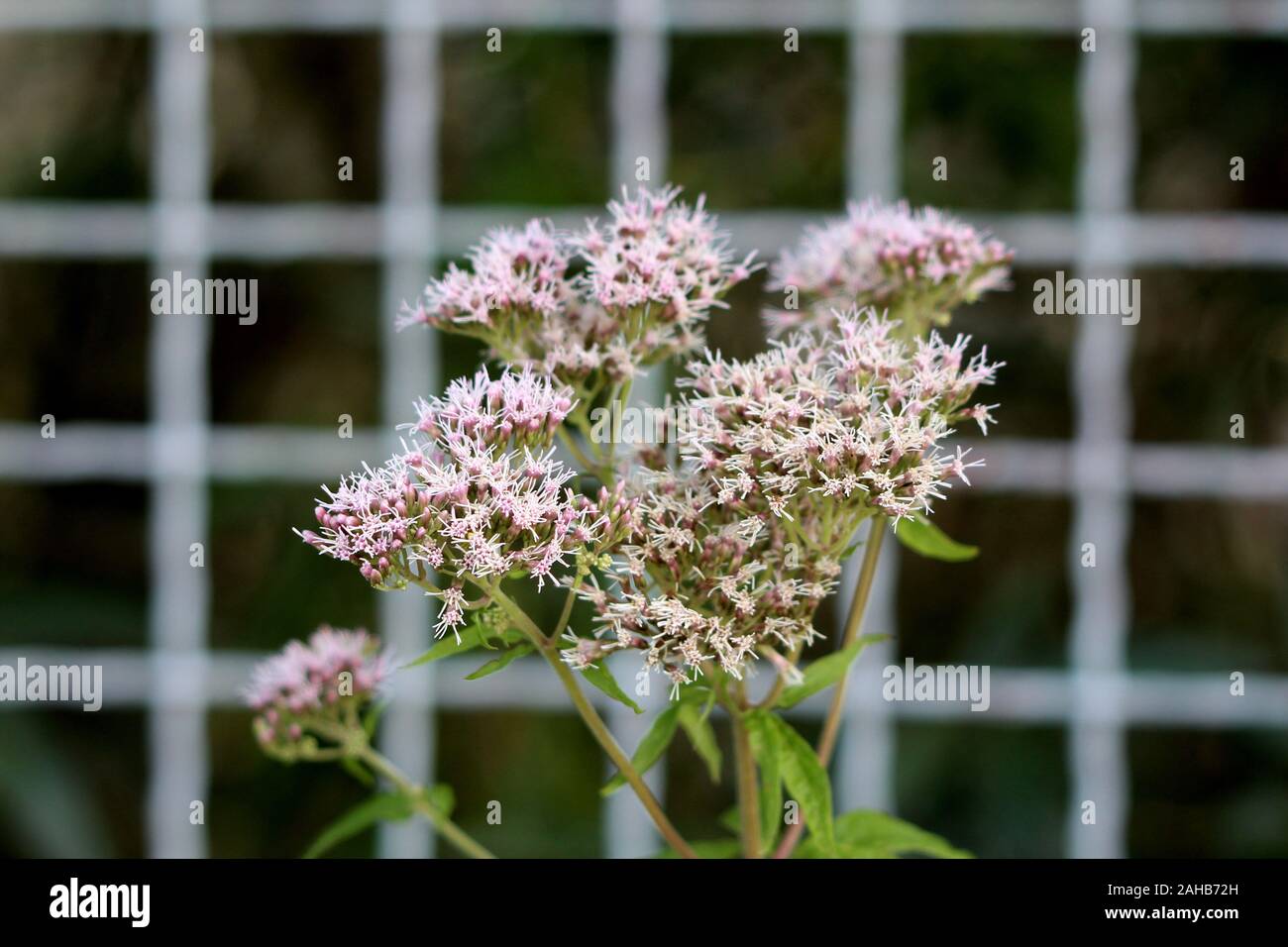 La canapa agrimonia o Eupatorium cannabinum o Santo corda robusta erbacee perenni ornamentali piante di erbe con racemi di malva le teste dei fiori Foto Stock