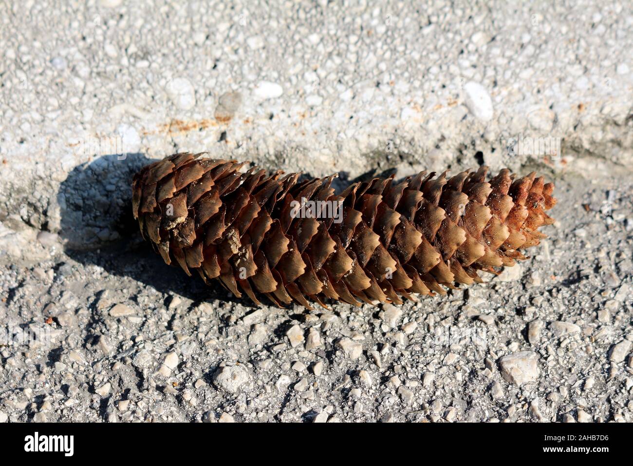 Grande apertura a secco di Pino marrone cono o conica o cono di conifere caduti in strada asfaltata a caldo e soleggiato giorno di autunno Foto Stock