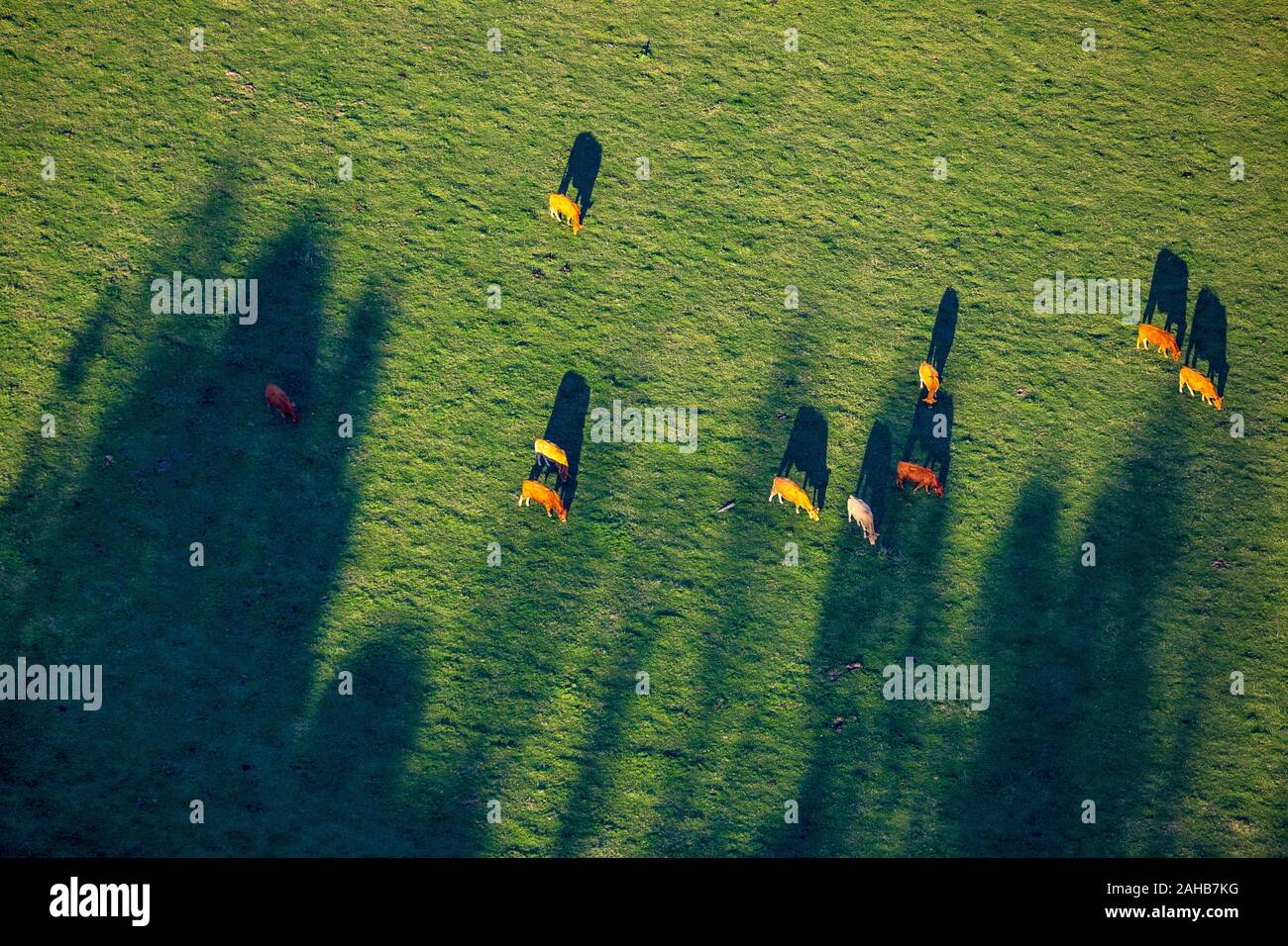 Foto aerea, marrone-bianco vacche su pascolo nella Oelinghauserheide, Arnsberg, Sauerland, Renania settentrionale-Vestfalia, Germania, DE, Europa, forme e c Foto Stock