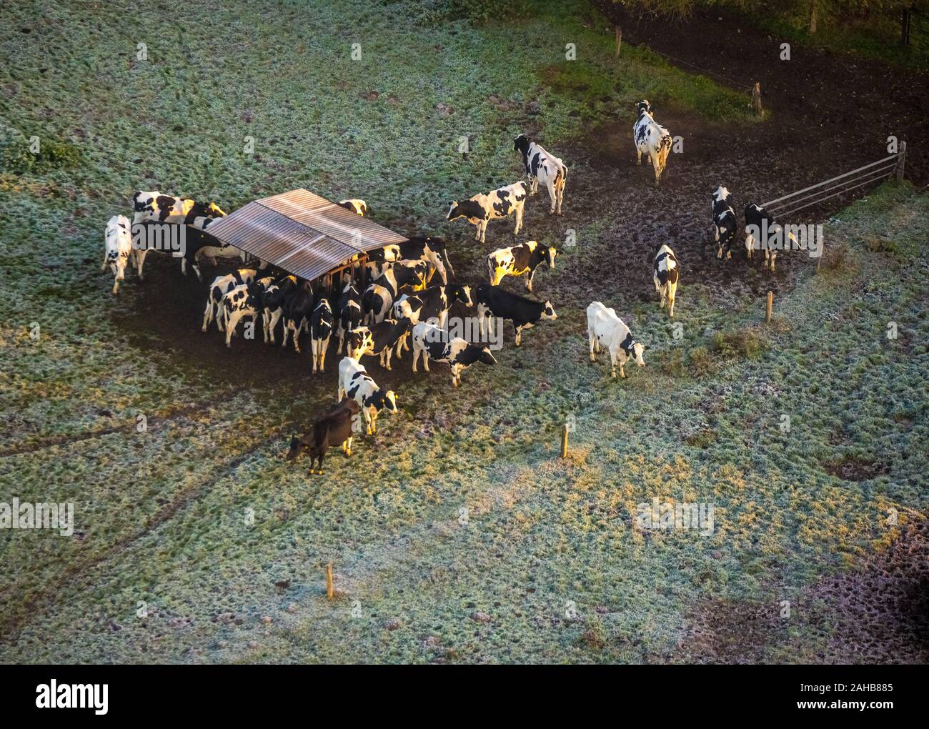 Foto aerea, mucche del pascolo in Heessen am Futter trogolo, brina, mattina impressione, Hamm, la zona della Ruhr, Renania settentrionale-Vestfalia, Germania, DE, UE Foto Stock