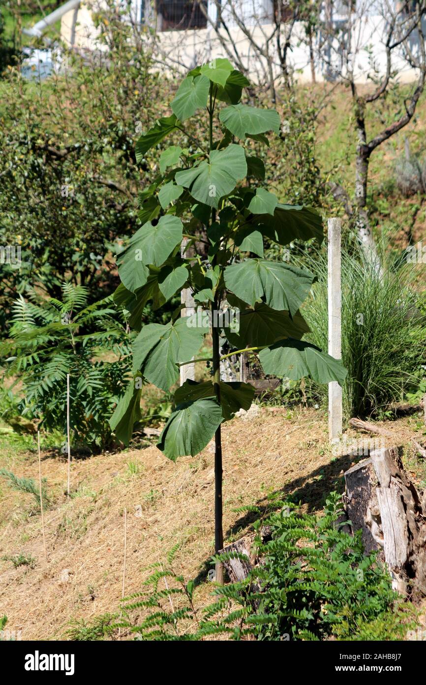 Paulownia in rapida crescita albero a foglie decidue con grandi verde scuro  a forma di cuore
