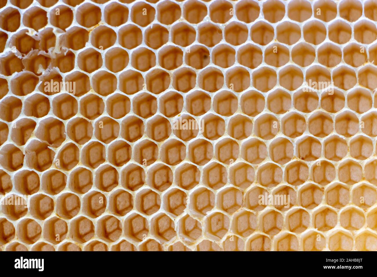 La consistenza della cera vuota favi costruiti dalle api, senza coinvolgimento umano Foto Stock