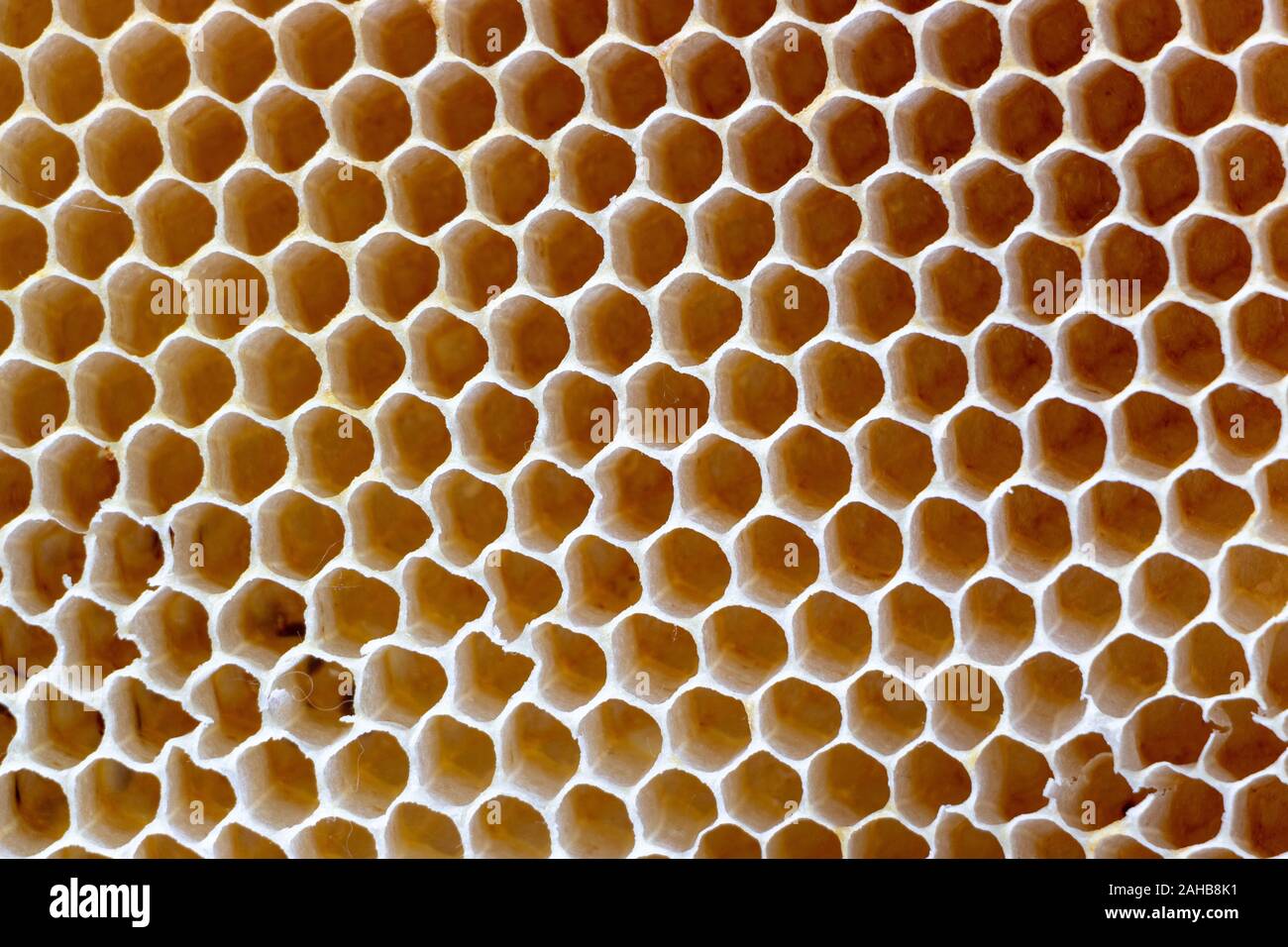 La consistenza della cera vuota favi costruiti dalle api, senza coinvolgimento umano Foto Stock