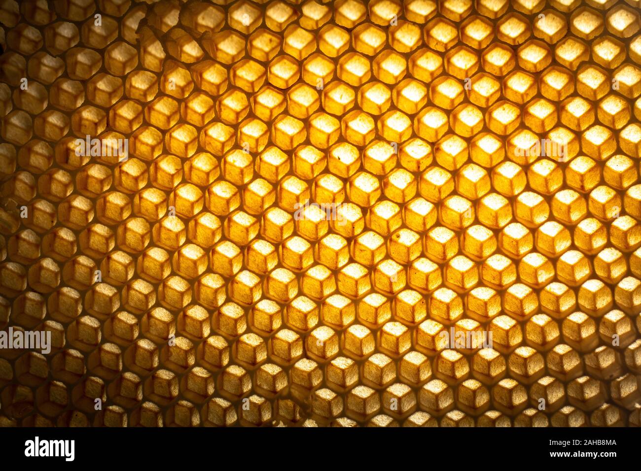 La consistenza della cera vuota favi costruiti dalle api, senza coinvolgimento umano Foto Stock