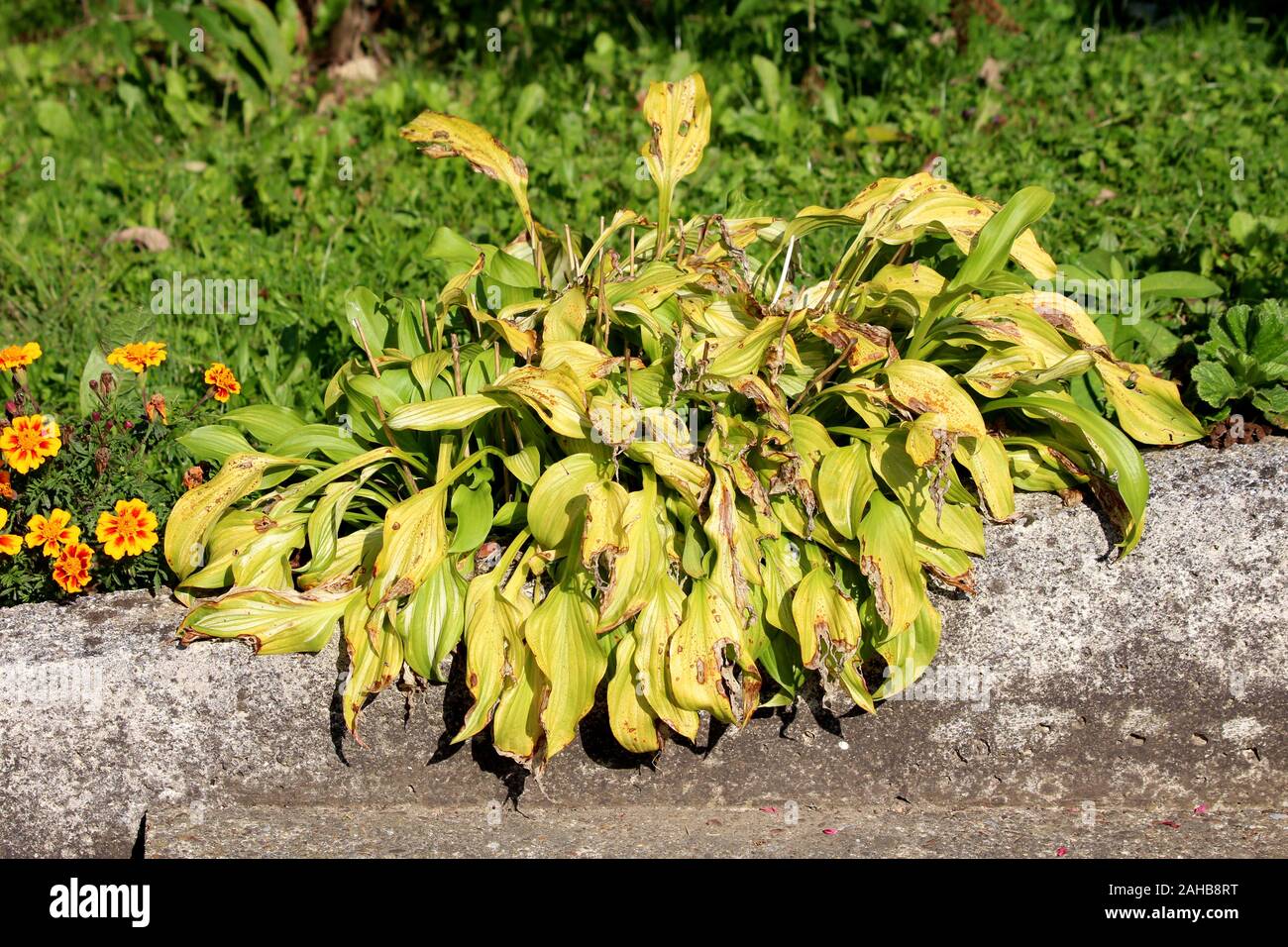 Piantaggine lily o Hosta o Giboshi o cuore gigli di foglie di piante con parzialmente raggrinzito e secche foglie nervata cresce in forma di boccola di piccole dimensioni Foto Stock