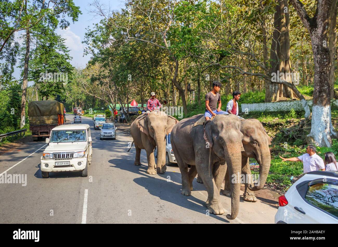 Scena di strada in Kaziranga, Assam, India: il lavoro elefanti indiani con le loro mahout a piedi lungo una strada trafficata tra il traffico Foto Stock