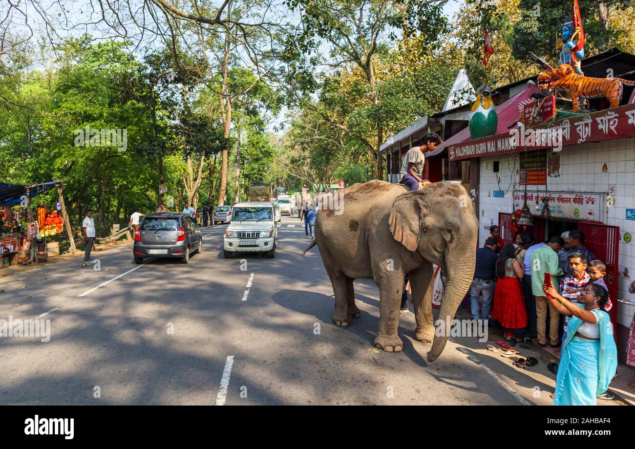 Scena di strada in un villaggio in Kaziranga, Assam, India: un elefante indiano con il suo mahout sorge nella strada al di fuori di un tempio indù Foto Stock