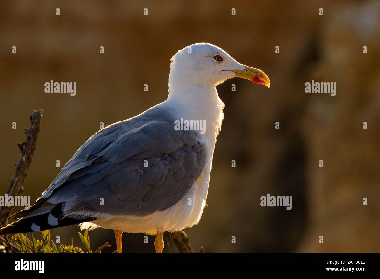 Seagull sulla spiaggia Foto Stock