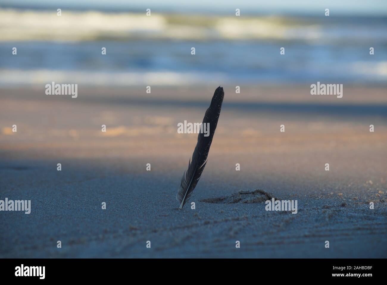 Seagull giù in Ormond Beach, Florida. Foto Stock