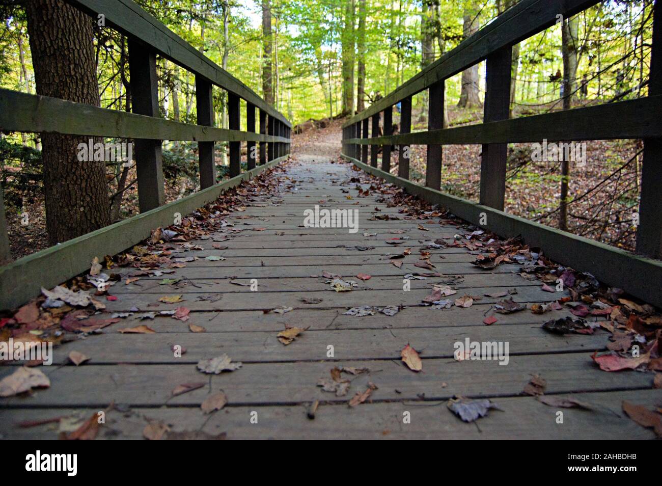 Ponte con foglie Foto Stock