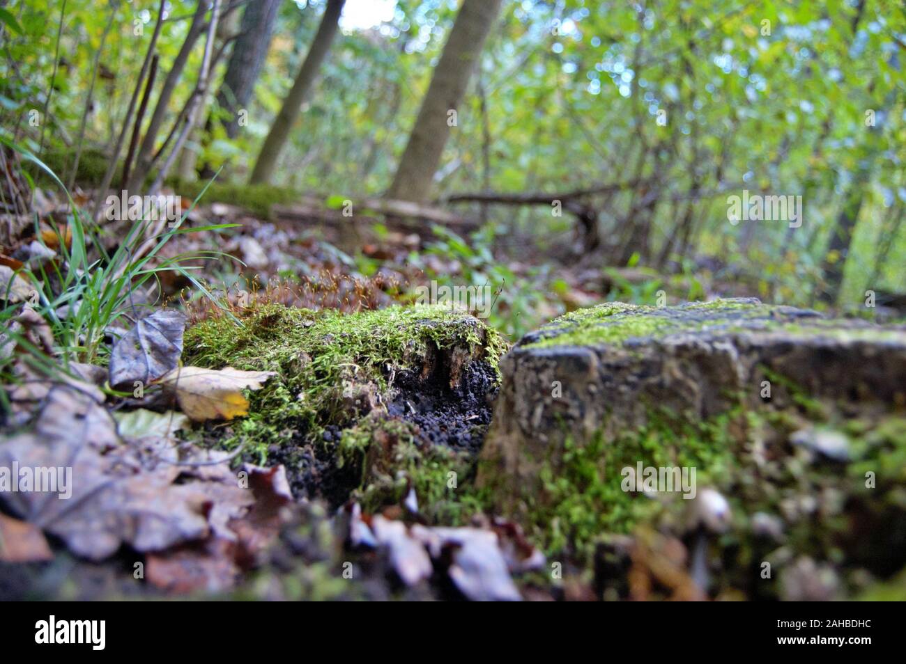 Stump con muschio verde nella foresta Foto Stock