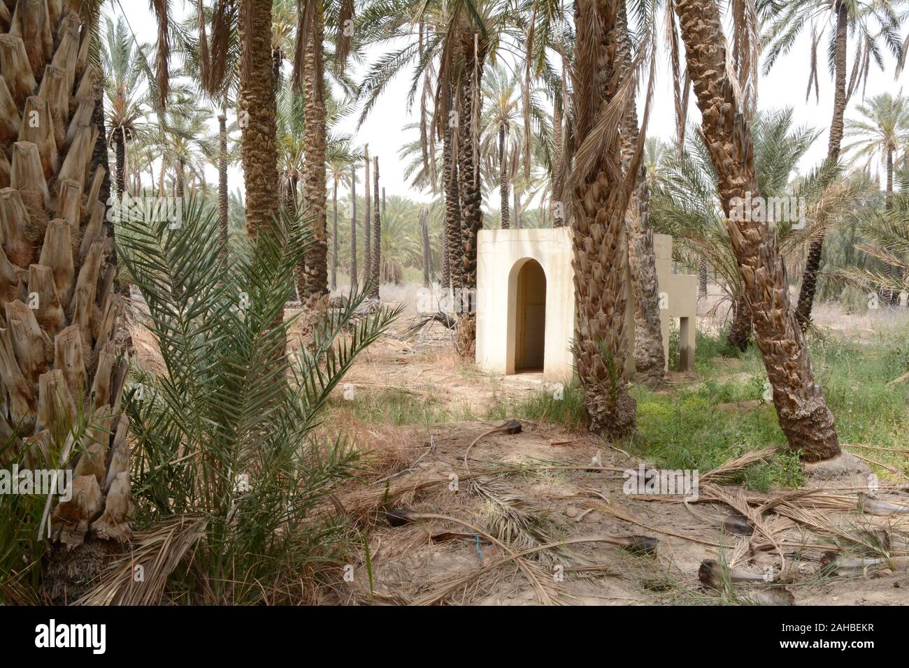 Un capannone in cemento in una foresta di palme e oasi nel deserto del Sahara vicino alla città di Tozeur, nella regione di Jerid, nella Tunisia meridionale. Foto Stock