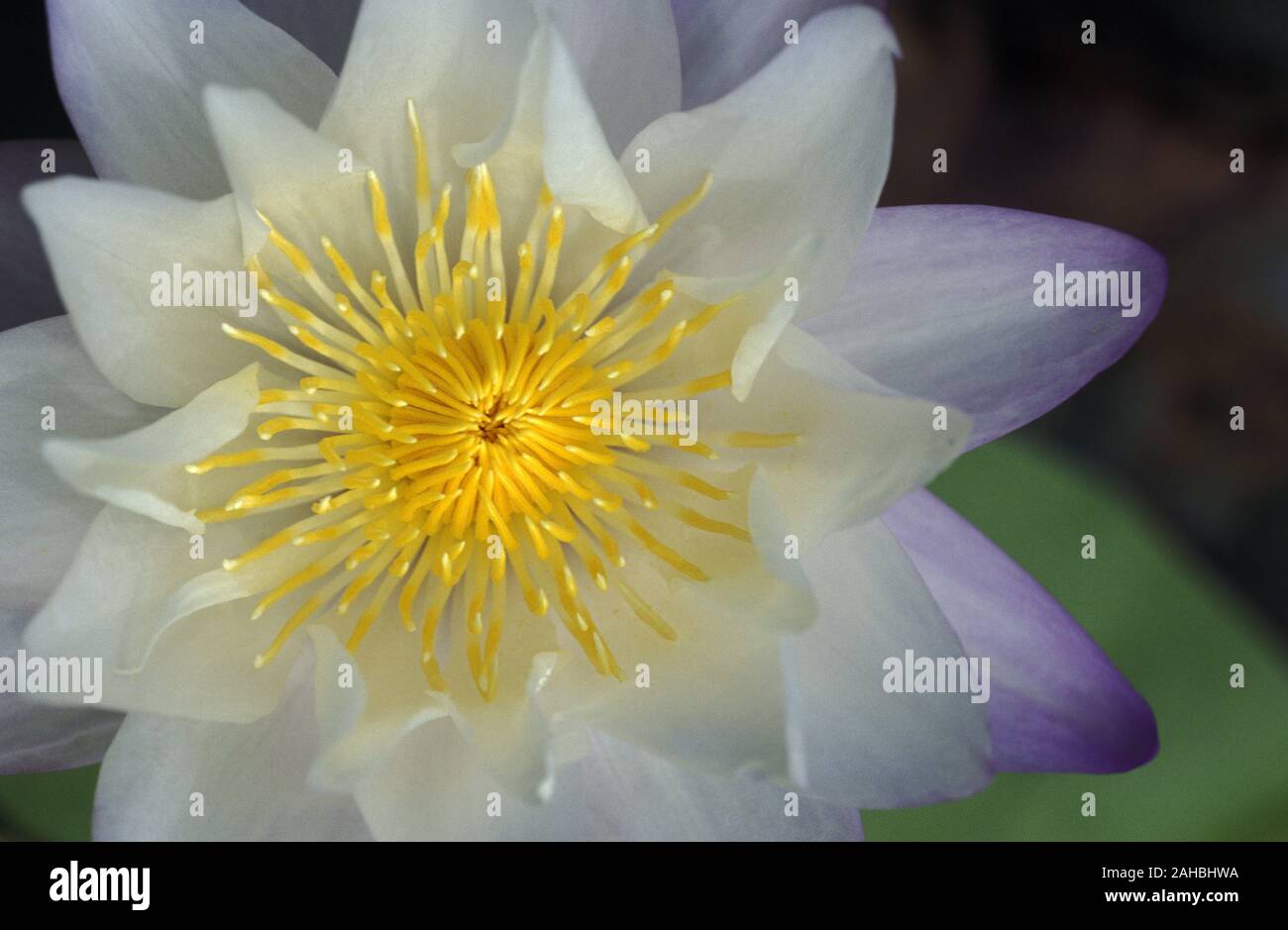 PRIMA PIANURA DEL CENTRO GIALLO DI UN LILIUM ACQUATICO VIOLA E BIANCO (NYMPHAEA). Foto Stock