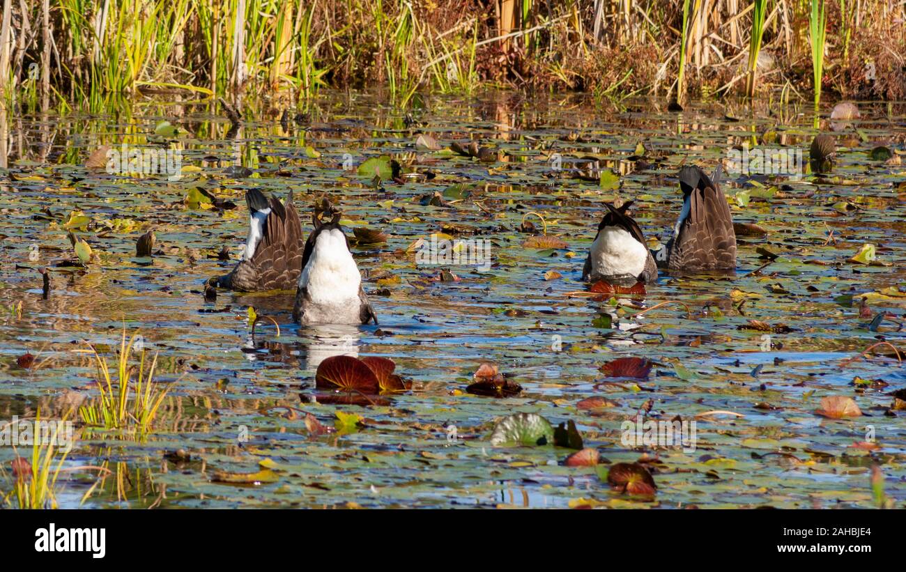Quattro oche canadesi che dabbling per cibo in un laghetto di giglio. Riserva naturale Broadmoor di Mass Audubon. Natick, ma, Stati Uniti. Foto Stock