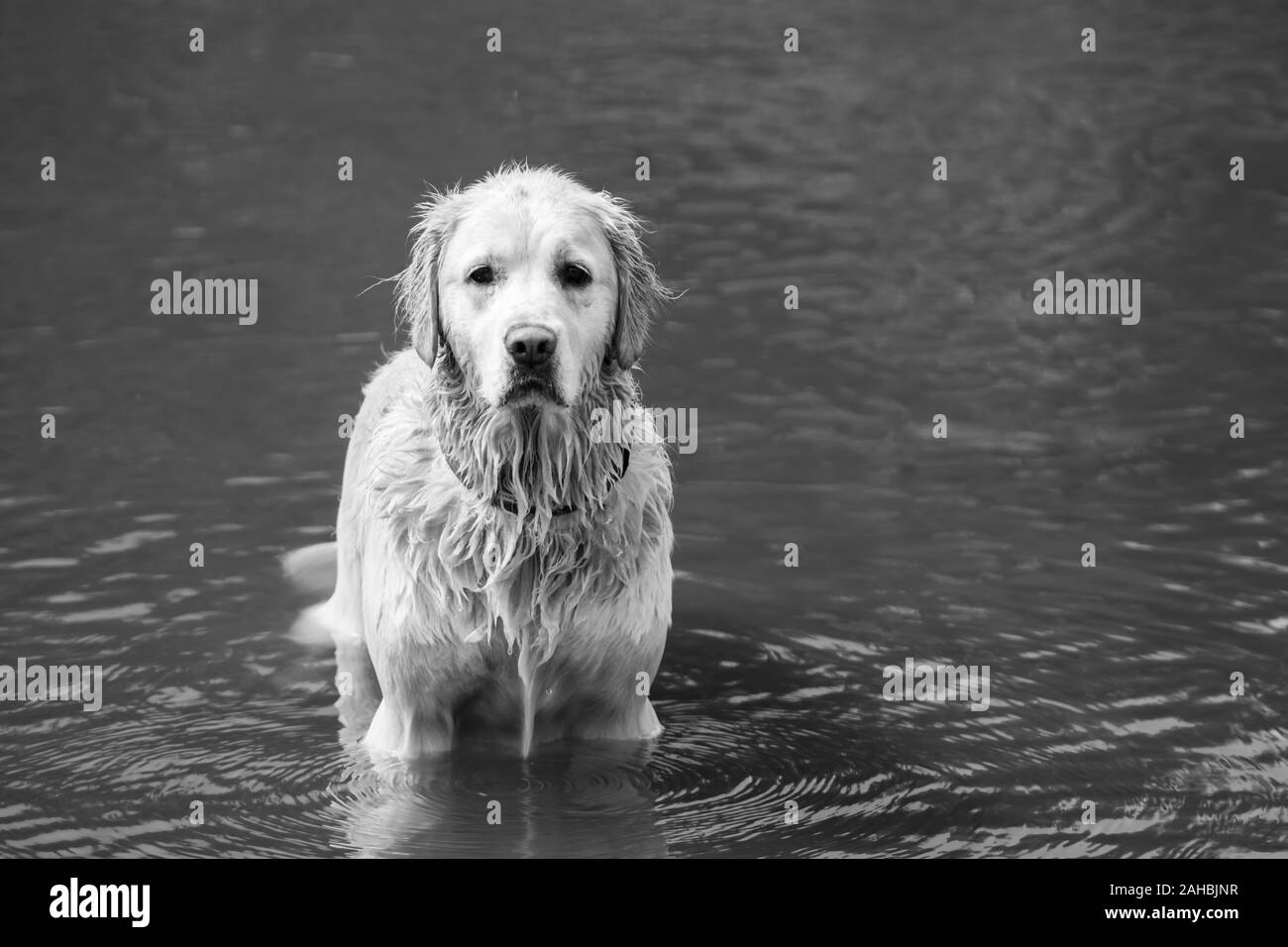 In bianco e nero con i capelli lunghi labrador-come cane in esecuzione su felicemente il gocciolamento di acqua dalla sua pelliccia in British Columbia River Foto Stock