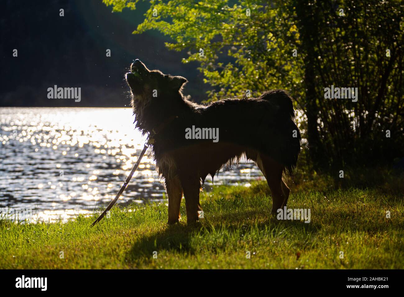 Bello cane in luce posteriore ululati e agitando l'acqua dai capelli creando un sacco di gocce con lo sfondo di un lago Foto Stock