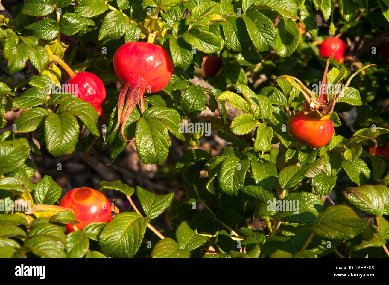 Rosa canina, Royal Botanic Gardens, Melbourne, Australia Foto Stock