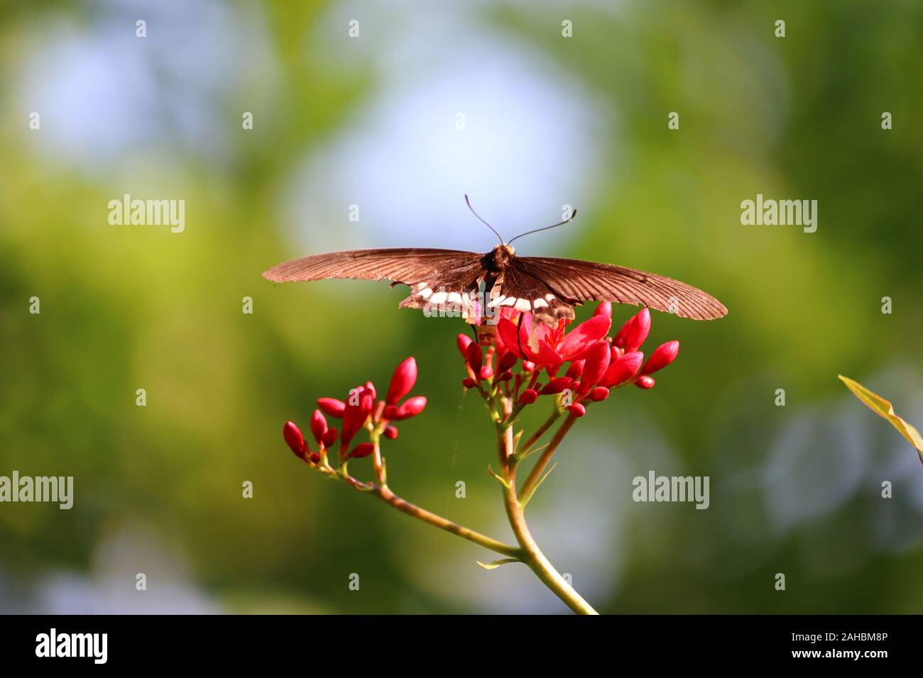 Rosso macro di fiori in primavera estate campo sullo sfondo azzurro del cielo con il sole e un flying butterfly, la natura vista panoramica. Dinesh kumar Foto Stock
