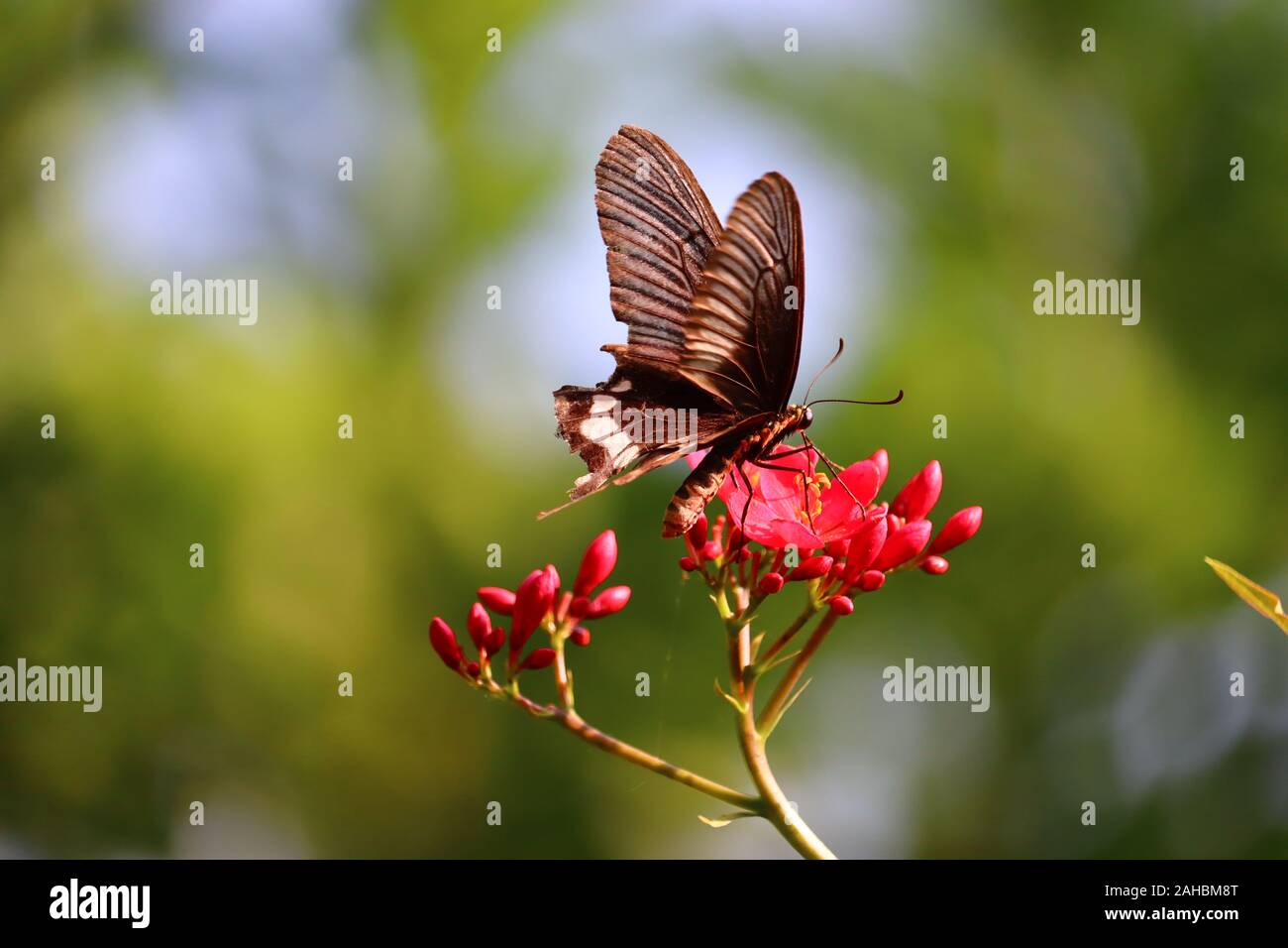 Rosso macro di fiori in primavera estate campo sullo sfondo azzurro del cielo con il sole e un flying butterfly, la natura vista panoramica. In estate il paesaggio naturale Foto Stock