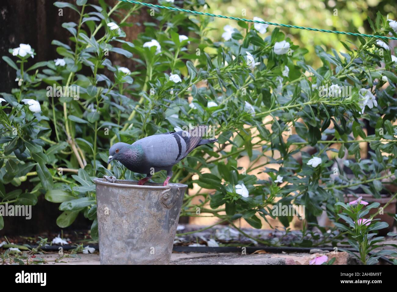 Close up corpo pieno di speed racing pigeon bird colore di sfondo. Foto Stock