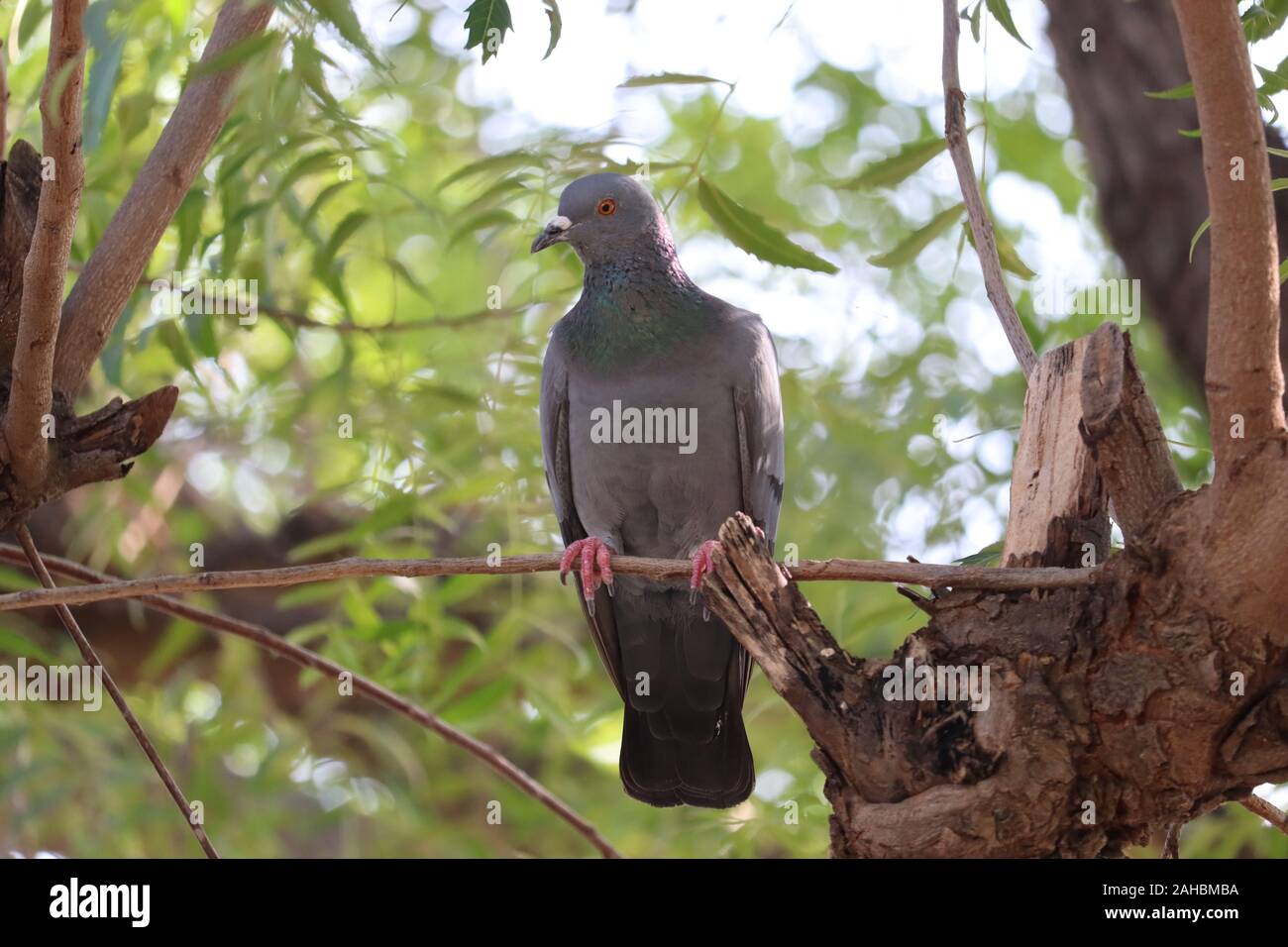 Close up corpo pieno di speed racing pigeon bird colore di sfondo.Rock Pigeon Foto Stock