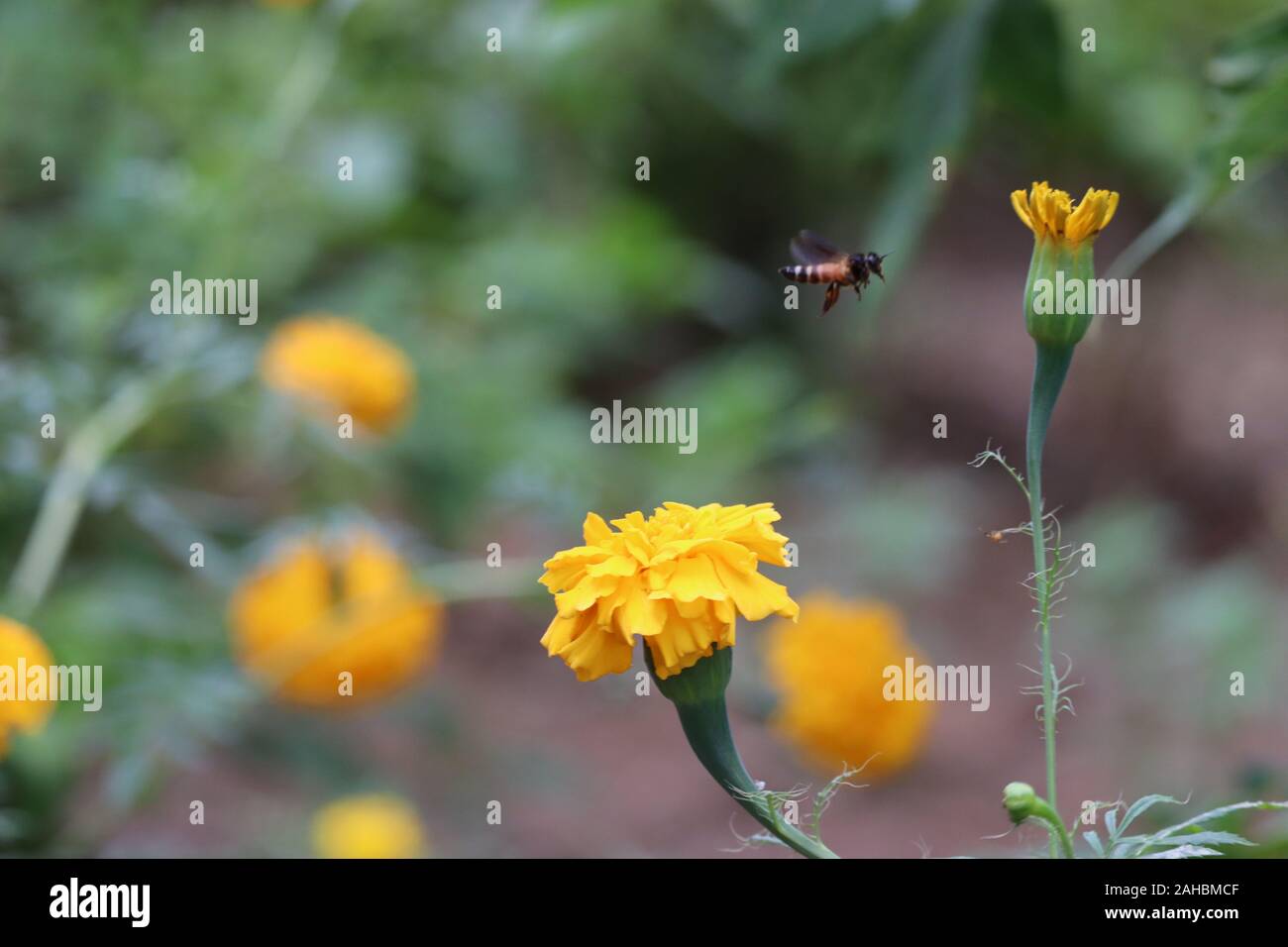 Battenti il miele delle api per raccogliere il polline in giallo tagete.Bee sorvolano il giallo tagete in blur sullo sfondo, Dinesh kumar Foto Stock