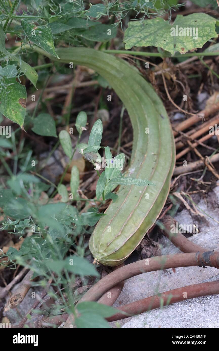 La Luffa fresca acutangula o zucca angolato in un orto .fresca zucca angolata ortaggio sul ramo, il fuoco selettivo Foto Stock