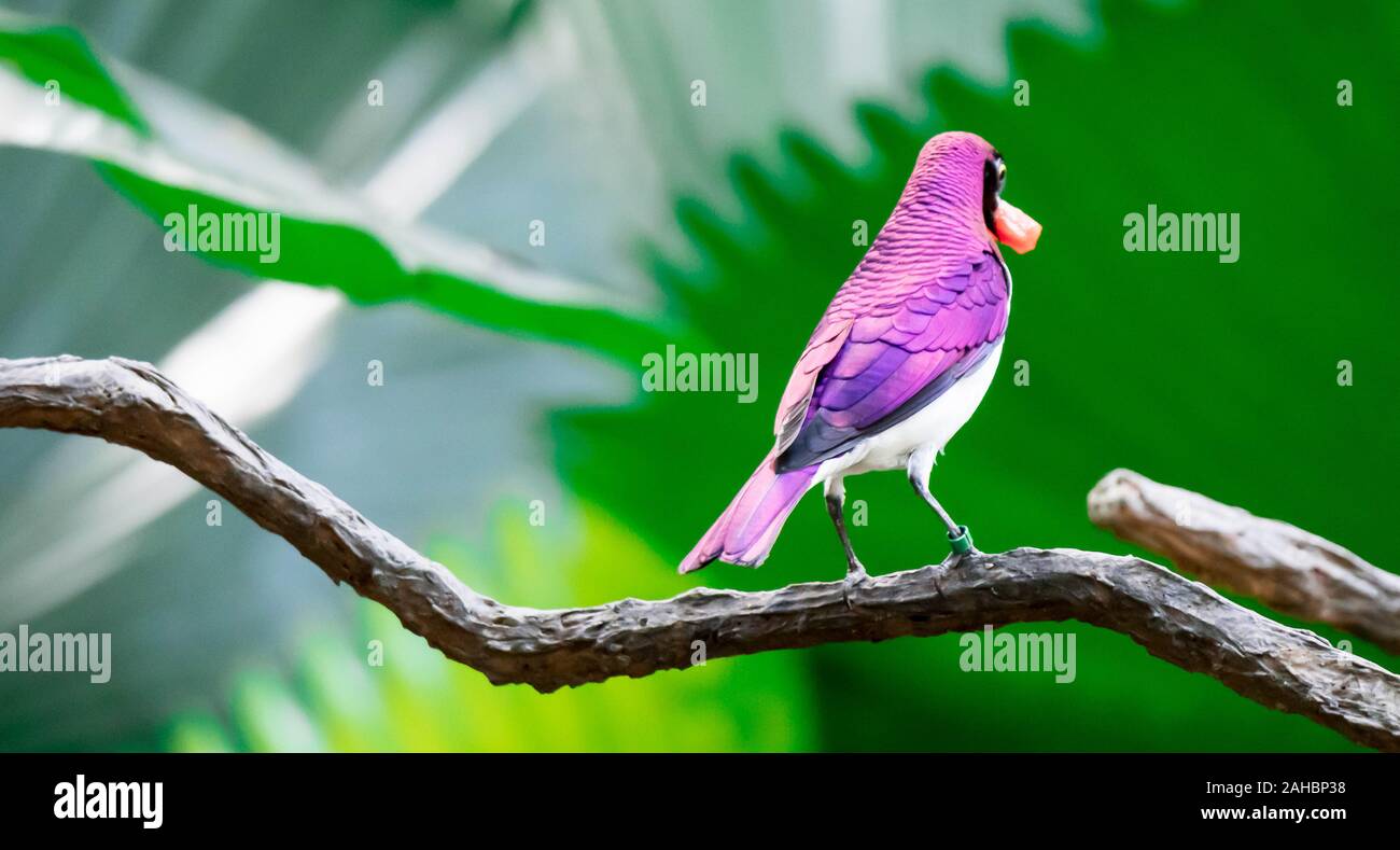 Un viola-backed Starling Cinnyricinclus leucogaster, noto anche come ametista o prugna-Starling colorati Foto Stock