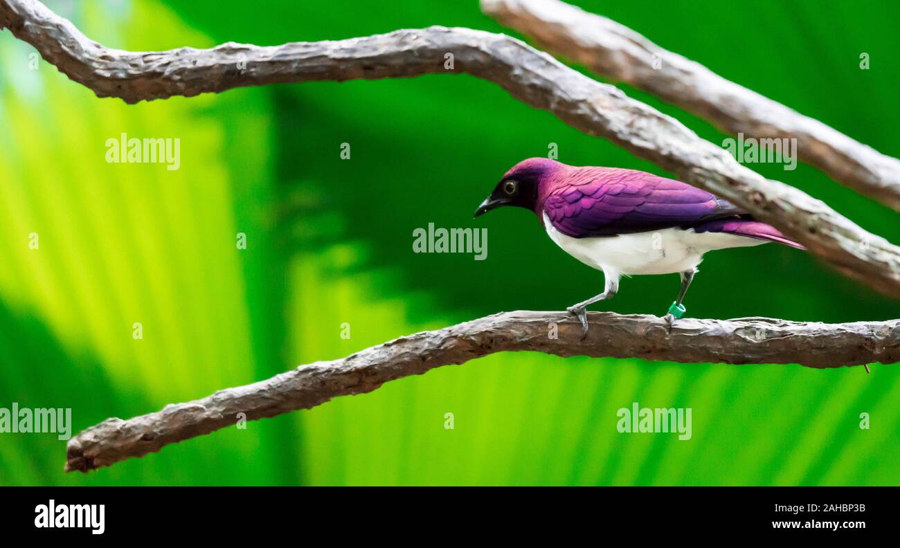 Un viola-backed Starling Cinnyricinclus leucogaster, noto anche come ametista o prugna-Starling colorati Foto Stock
