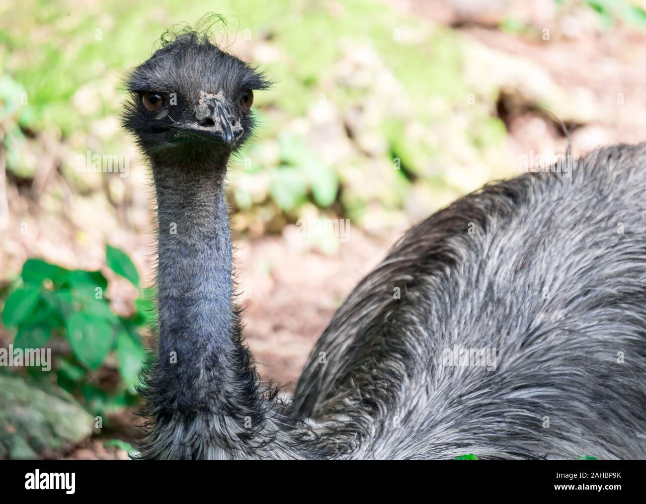 Una Uem bird Dromaius novaehollandiae. Immagine ravvicinata di UEM bird. L' UEM è la seconda più grande uccello vivo da altezza Foto Stock
