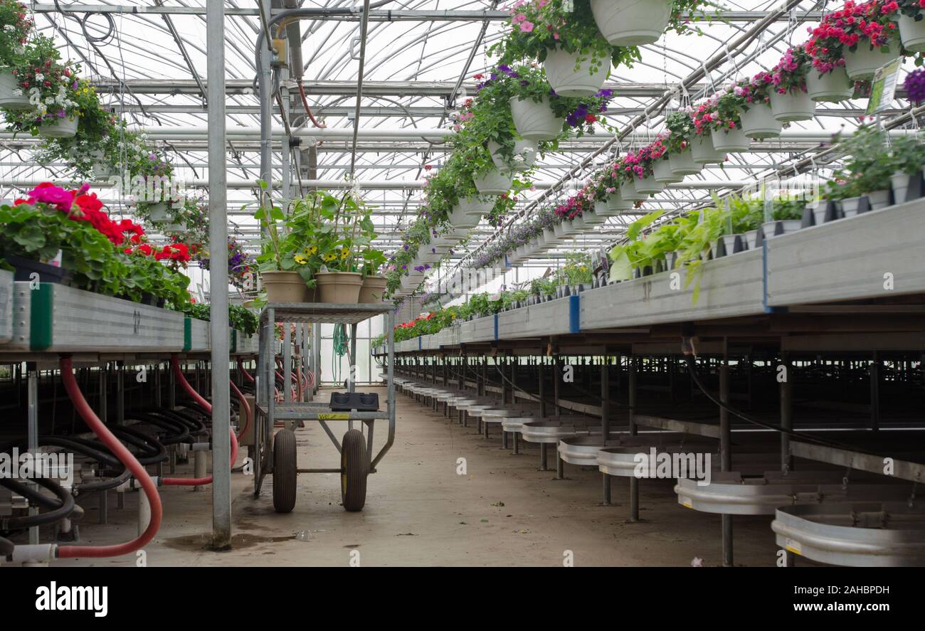 Riempito di acqua fin-Tubo elemento di riscaldamento sotto tavole vegetali a buon raccolto farm on April 19, 2011 a Strasburgo, PA è stata completata utilizzando una energia rurale per l'America programma (REAP) concedere per il rinnovo di sei mesi fa che si è sostituito un 80-anno vecchio struttura con un nuovo 4.000 mq. struttura che offre efficienza energetica del tetto in vetro con tende che bloccano o trappola calore, riscaldatori radianti in o sopra il pavimento e la sostituzione di un petrolio-sparò ad aria calda in forni con propano caldaie che la fornitura di fin-tubo e il cemento incorporato elementi di tubo con acqua calda. Foto Stock