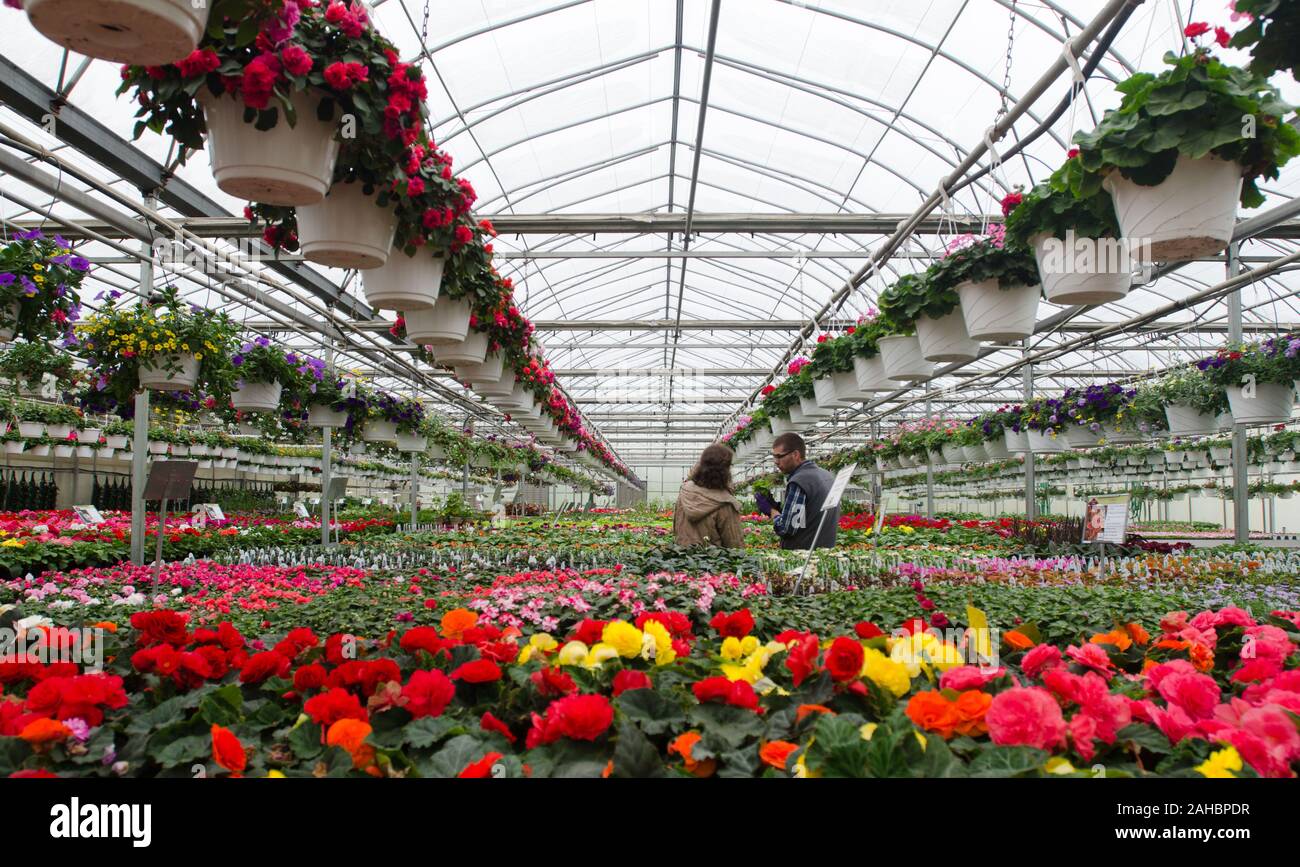 Dwight Hess (grigio vest) aiuta un cliente a buon raccolto farm on April 19, 2011 a Strasburgo, PA che hanno completato una energia rurale per l'America programma (REAP) sovvenzione ha sostenuto i lavori di rinnovo di sei mesi fa che si è sostituito un 80-anno vecchio struttura con un nuovo 4.000 mq. stabilimento che offre efficienza energetica del tetto in vetro con tende che bloccano o trappola calore, riscaldatori radianti in o sopra il pavimento e la sostituzione di un petrolio-sparò ad aria calda in forni con propano caldaie che la fornitura di fin-tubo e il cemento incorporato elementi di tubo con acqua calda. Con gli attuali prezzi del carburante, vi è una previsione 2011 energ Foto Stock