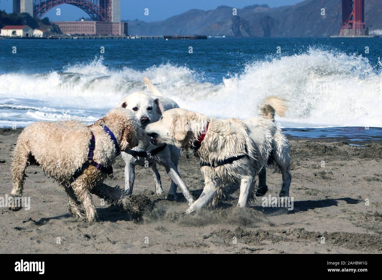 Cani giocando su Crissy Field Beach a San Francisco, Stati Uniti d'America Foto Stock