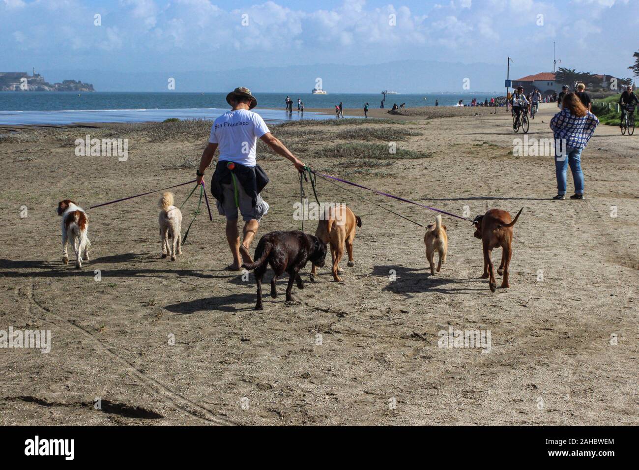 Dog walker con sei cani a Crissy Field Beach a San Francisco, Stati Uniti d'America Foto Stock