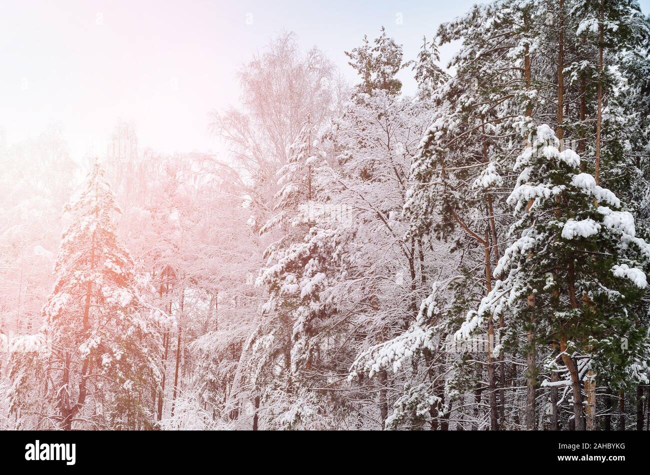 In inverno il paesaggio della foresta con il sole che splende attraverso alberi coperti di neve. Foto Stock