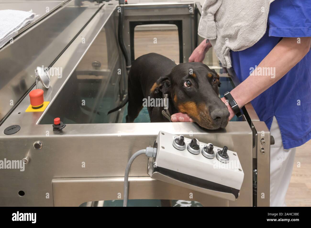 Animale salute attraverso la prevenzione. Tapis roulant subacqueo. Foto Stock