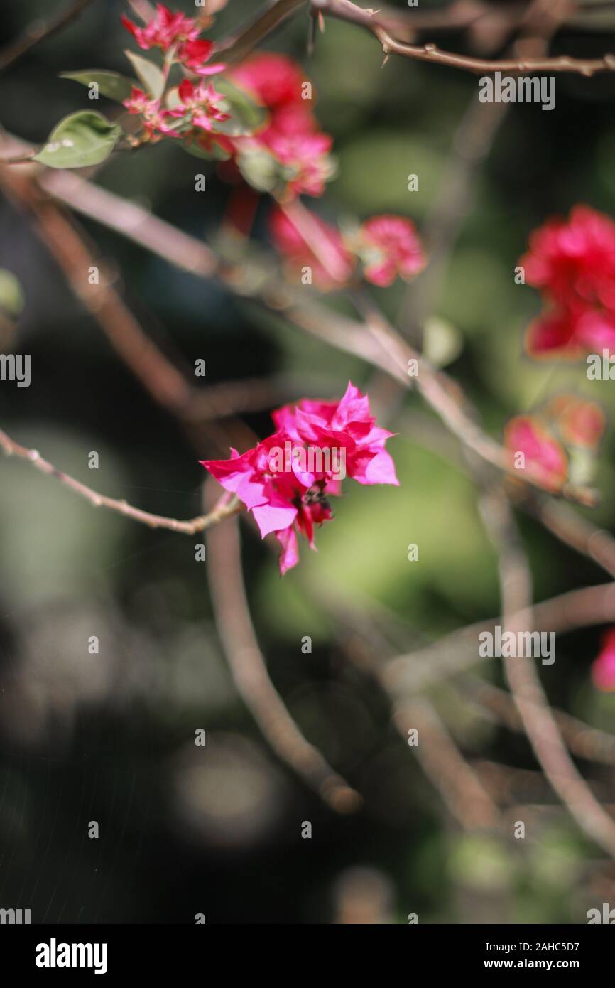 Phlox famiglia foto di fiori in Bangladesh Foto Stock
