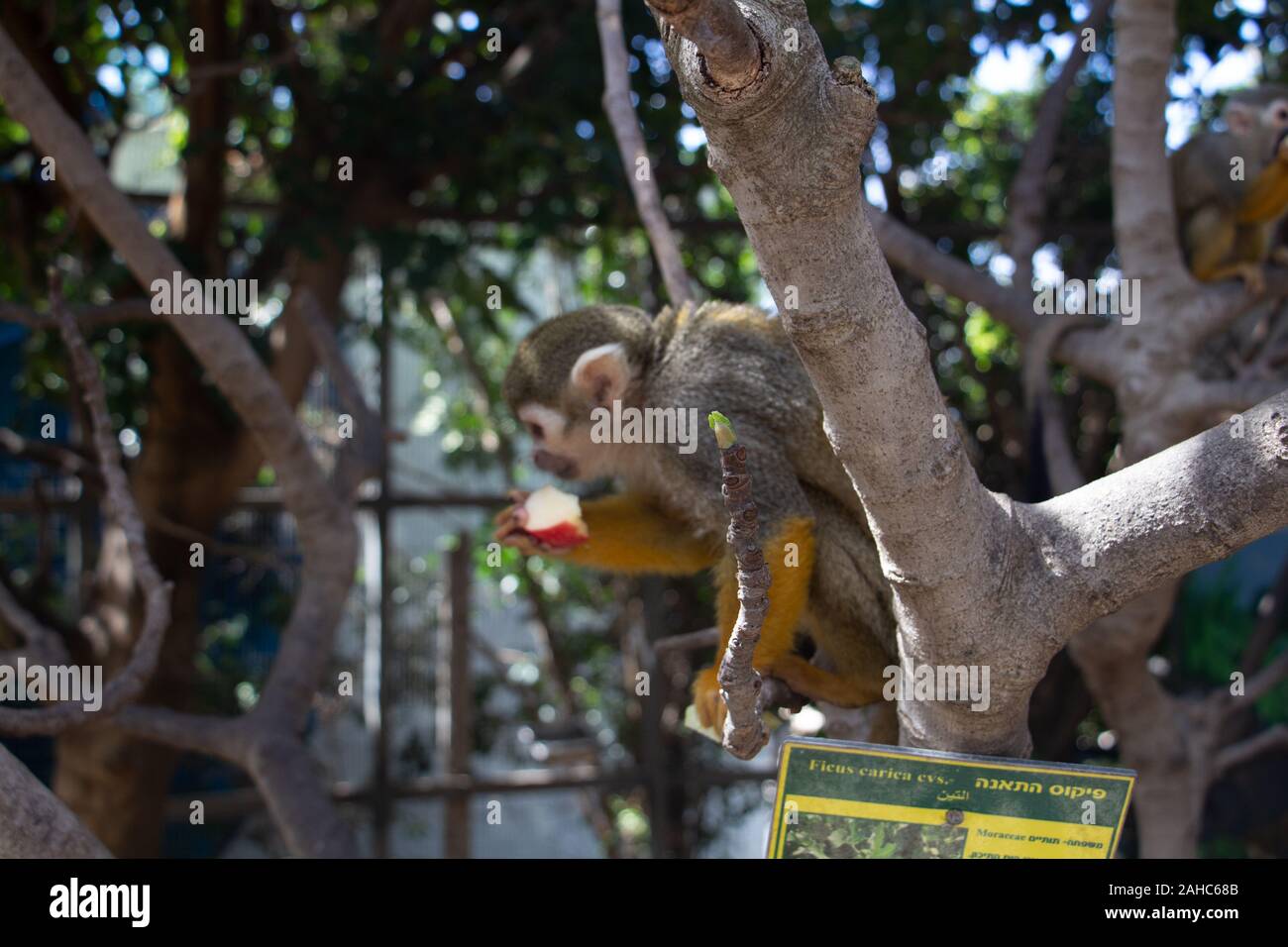 uno zoo e gli animali che vivono al suo interno Foto Stock