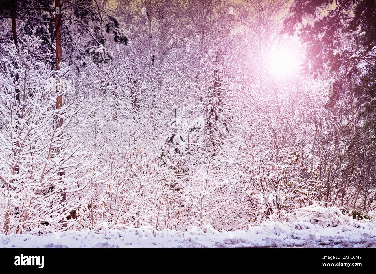 Paesaggio invernale con il sole che splende attraverso la coperta di neve forest Foto Stock